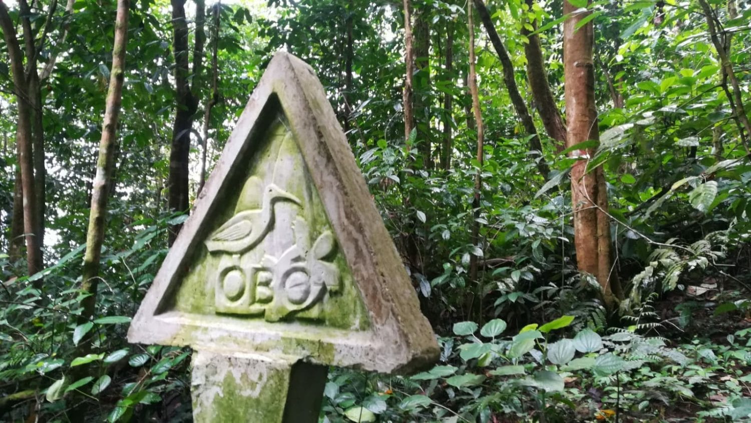 Floresta A Caminha Da Lagoa Amelia